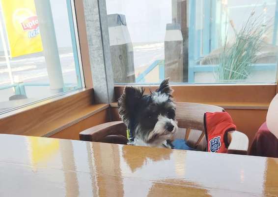 Gehören Hunde ins Restaurant?-Beitrag-Bild
