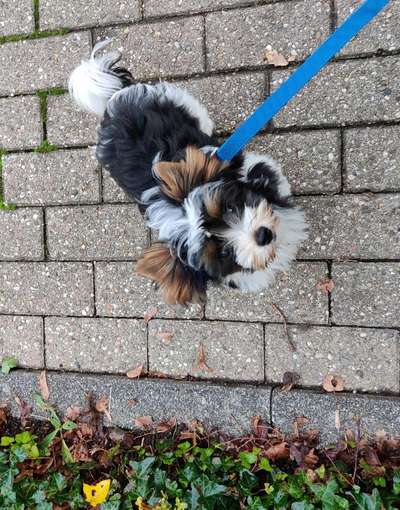 Hundetreffen-Yorki 5 Monate in Niederpleis-Bild