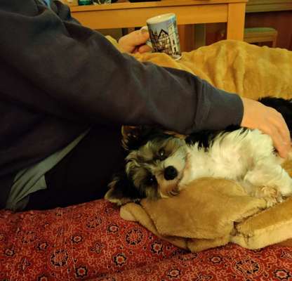 Vertrauen zwischen Hund und Halter-Beitrag-Bild