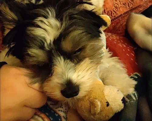 Spitznamen für eure Hunde-Beitrag-Bild