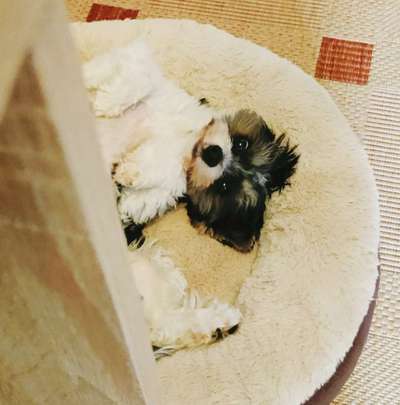 Dogorama Photo Challenge - Frühjahrsmüdigkeit-Beitrag-Bild