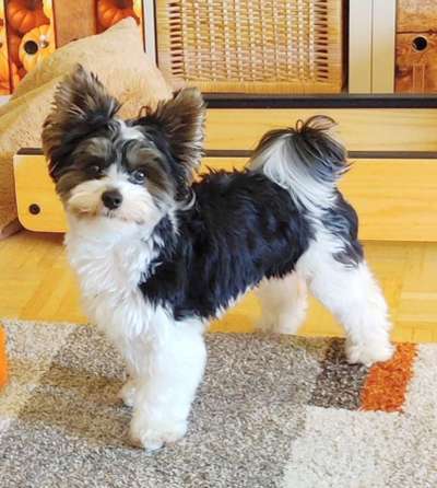 Doppelgänger gesucht !-Beitrag-Bild