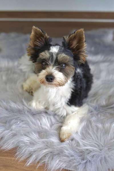 Yorkshire Terrier-Beitrag-Bild
