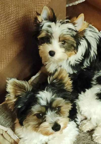 Mini Yorkshire Terrier Züchter gesucht.-Beitrag-Bild