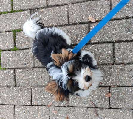 Biewer Yorkshire Terrier-Beitrag-Bild