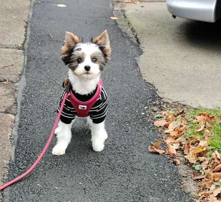 Gassi gehen und dann noch das Geschirr (Chihuahua)-Beitrag-Bild