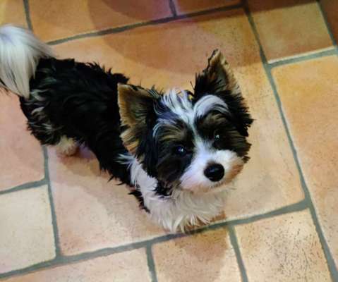 Hunderunde-Beitrag-Bild