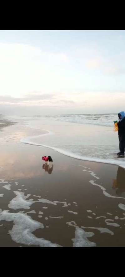 Urlaub mit Hund-Beitrag-Bild