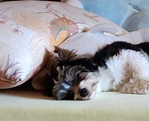 Darf der Hund bei Euch im Bett schlafen?-Beitrag-Bild