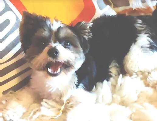 23. Handy Foto-Challenge-Beitrag-Bild