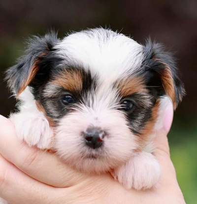 Yorkshire Terrier-Beitrag-Bild