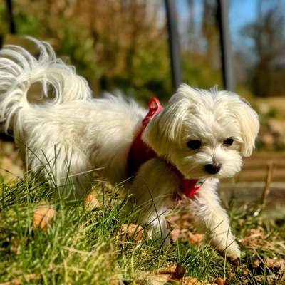 Hundetreffen-Ruhiger Hund zum Üben gesucht-Profilbild