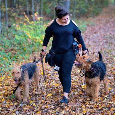 Hundetreffen-Spatzieren-Bild