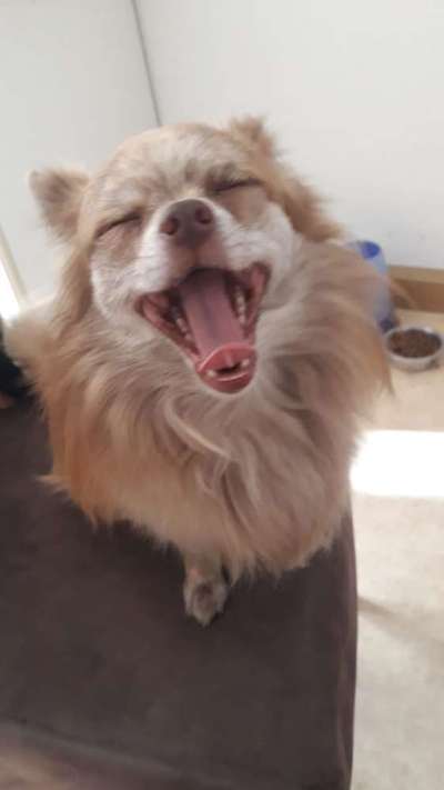 Dogorama Photo Challenge - Hundeblick zum hinschmelzen-Beitrag-Bild