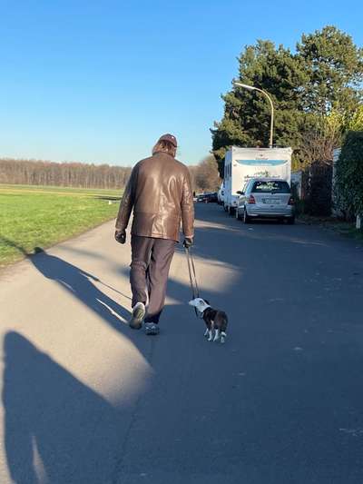 Hundetreffen-Social Walk an der Leine-Bild