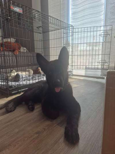 Hundetreffen-Welpentreff um Haunsheim-Bild