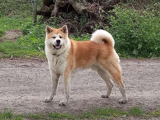 Lieblingsbild von euren Hunden?-Beitrag-Bild