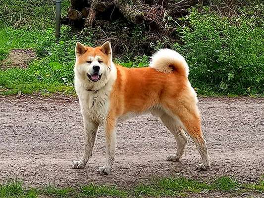 Lieblingsbild von euren Hunden?-Beitrag-Bild