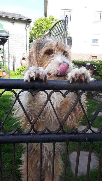 Fotochallenge Nr. 59 - Mein Hund zeigt die Zunge-Beitrag-Bild