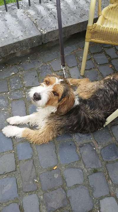 Seltene Rassen!-Beitrag-Bild