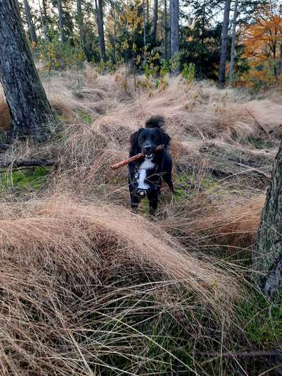 Labradorfans-Beitrag-Bild