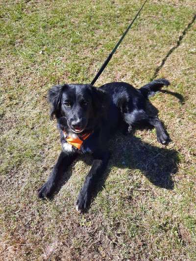 Welche Hunderasse-Beitrag-Bild