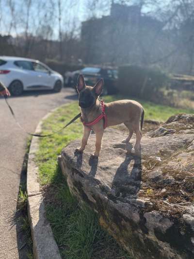 Welpen Bilder !-Beitrag-Bild