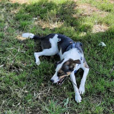 Hundetreffen-Social Walk-Bild