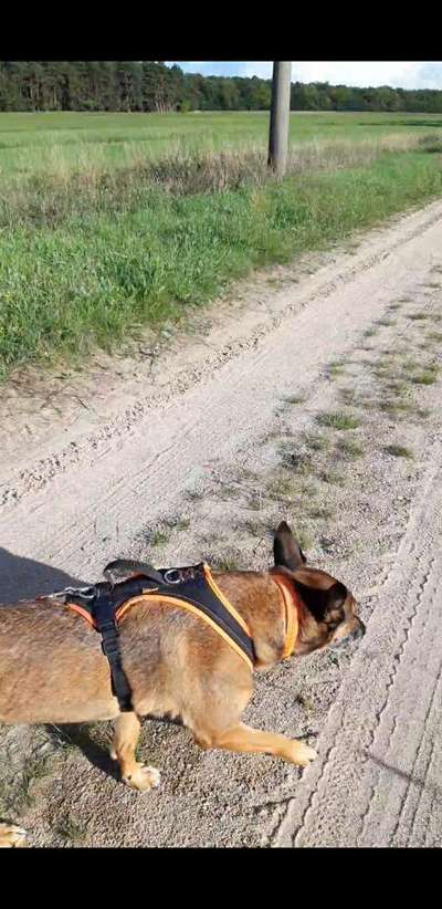 Wie sitzt mein Geschirr?-Beitrag-Bild