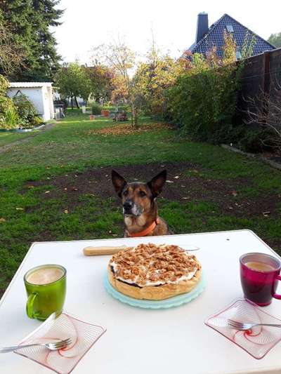 31. Handy - Fotochallenge
Vierbeiner mit am Tisch-Beitrag-Bild