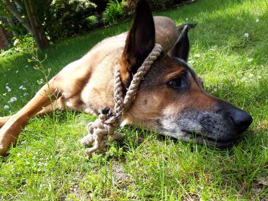 Comedyprogramm Hund:-Beitrag-Bild