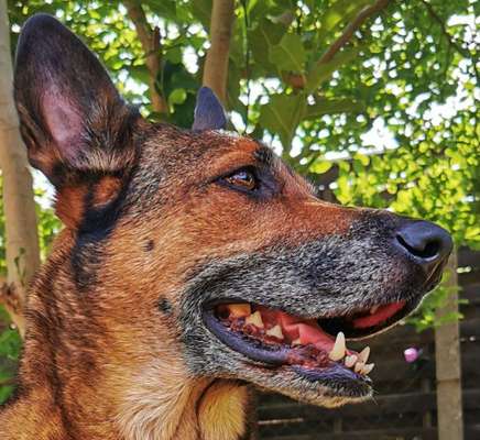 Hunde Porträt (Portrait) Galerie....-Beitrag-Bild