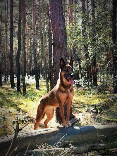 Wald Bild-Beitrag-Bild