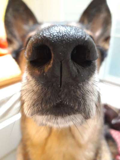 42. Handy Fotochallenge - Den richtigen Riecher haben-Beitrag-Bild