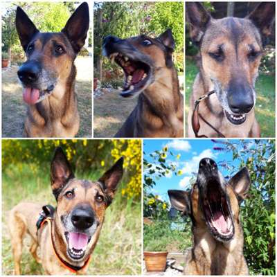 Zeige den lustigsten Blick deines Hundes-Beitrag-Bild