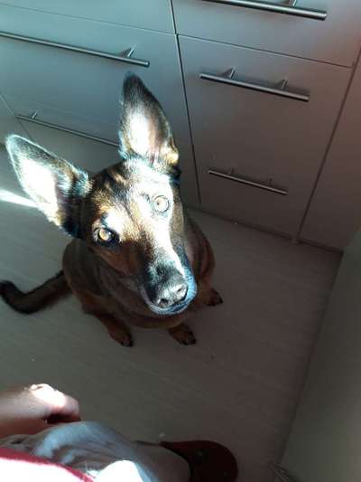 Zeigt her Eure Futternäpfe-Beitrag-Bild