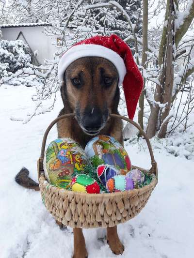 Dogorama Photo Challenge - Nikolaus-Beitrag-Bild