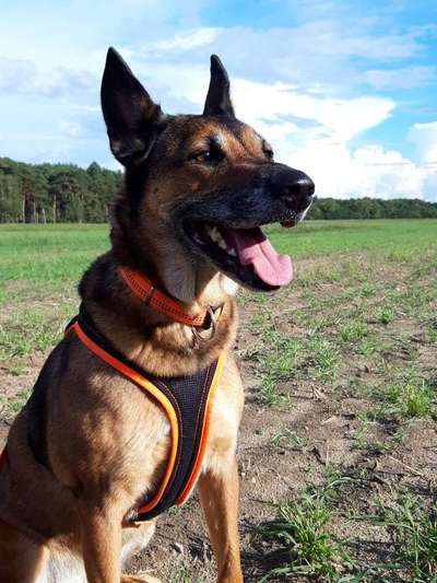 Wie sitzt mein Geschirr?-Beitrag-Bild