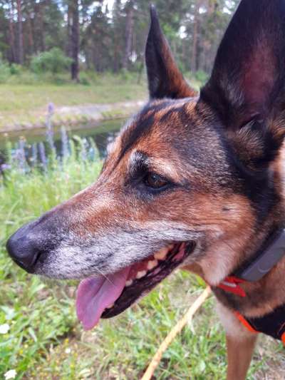 Wie kamst du zu deinem Hund?-Beitrag-Bild