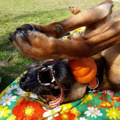 Dogorama Photo Challenge - Lieblingsspielzeug!-Beitrag-Bild