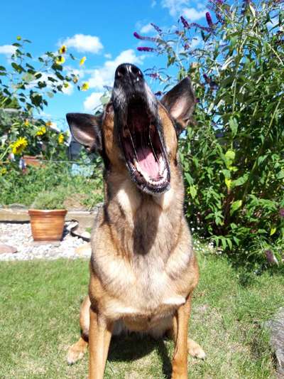 146. Foto Challenge: Maulaufreisser-Beitrag-Bild