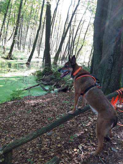 Foto -Challenge  Thema : Dein Hund Im Wald-Beitrag-Bild