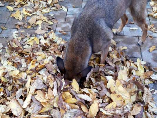 Dogorama Photo Challenge- Der Nase nach-Beitrag-Bild