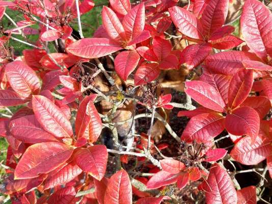 Dogorama Photo Challenge - Durchblick-Beitrag-Bild