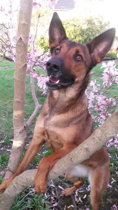 Dogorama Photo Challenge - Der Frühling kommt-Beitrag-Bild