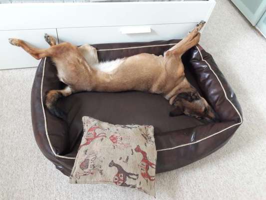 12. Farben Foto Challenge --- Braun-Beitrag-Bild