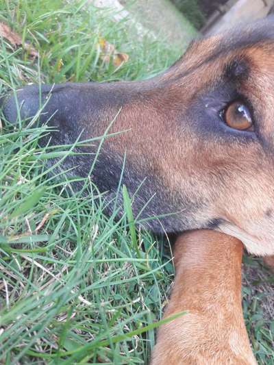 Zeigt mir die tollste Nahaufnahme von eurer Fellnase-Beitrag-Bild