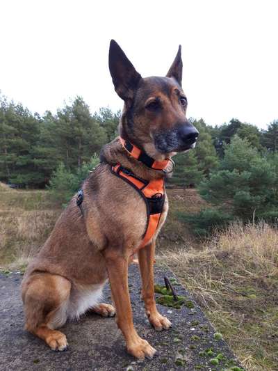 Deutsche Schäferhunde, Belgische Schäferhunde.-Beitrag-Bild