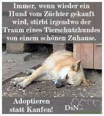 Schäferhund-Beitrag-Bild