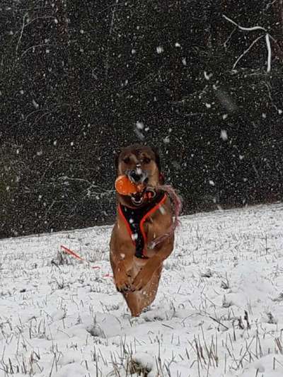 Dogorama Photo Challenge - Winterstimmung-Beitrag-Bild